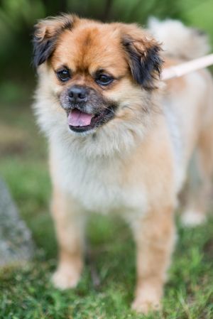 Chewbacca, Adult Male Pomeranian