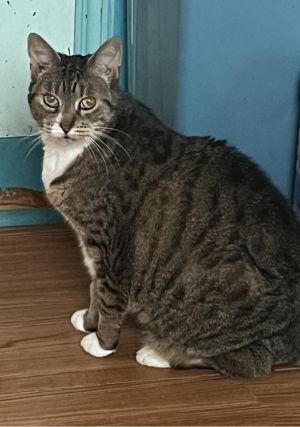 Roxy, Senior Female unknown