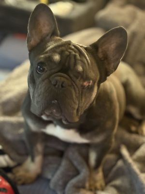Meet Berthe Morisot Berthe is new to our care and we are still learning more about her Berthe is U