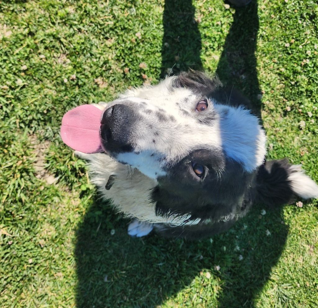 Bo, an adoptable Border Collie, Affenpinscher in Green River, WY, 82935 | Photo Image 1