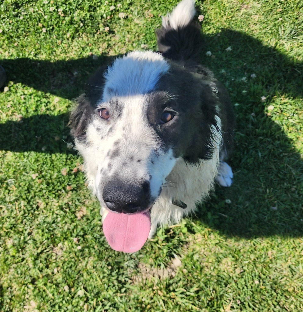 Bo