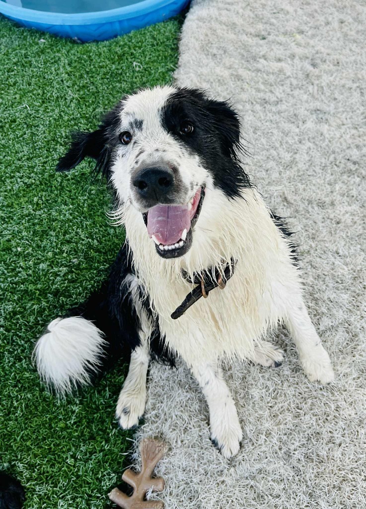 Bo, an adoptable Border Collie, Affenpinscher in Green River, WY, 82935 | Photo Image 1