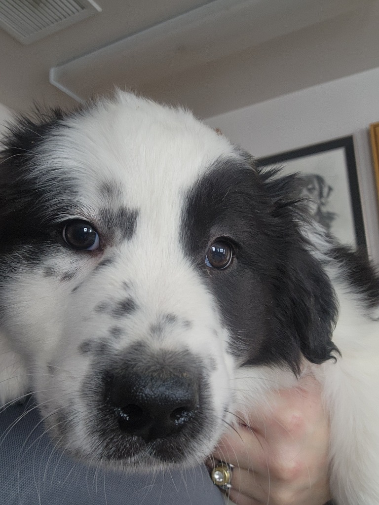 Bo, an adoptable Border Collie, Affenpinscher in Green River, WY, 82935 | Photo Image 2