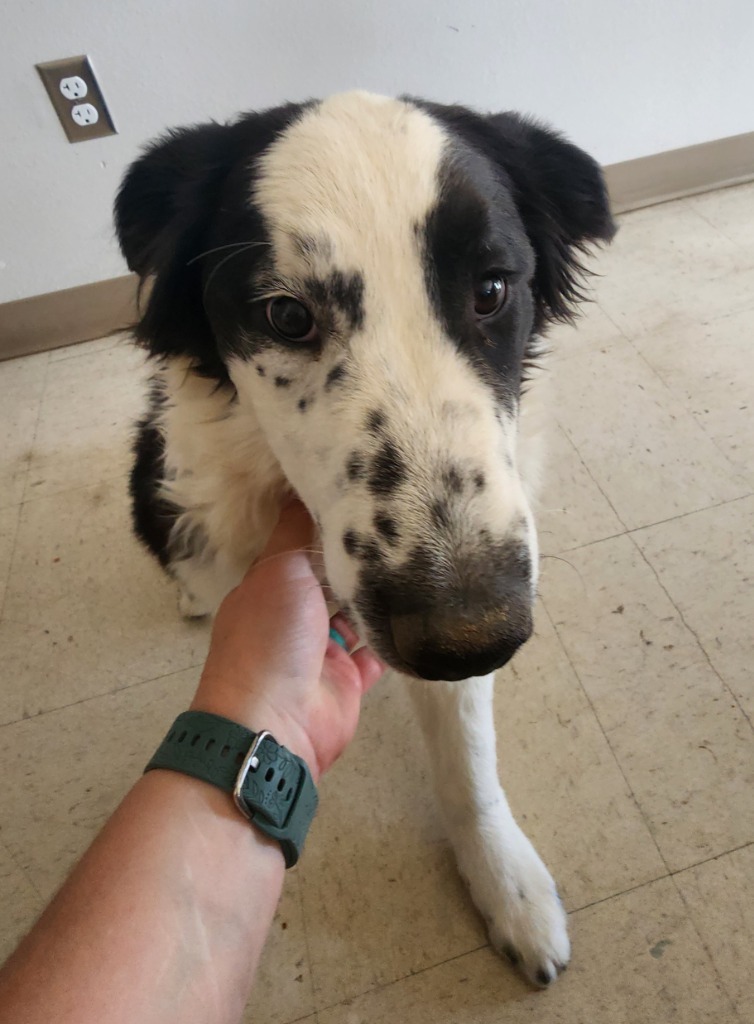 Bo, an adoptable Border Collie, Affenpinscher in Green River, WY, 82935 | Photo Image 3