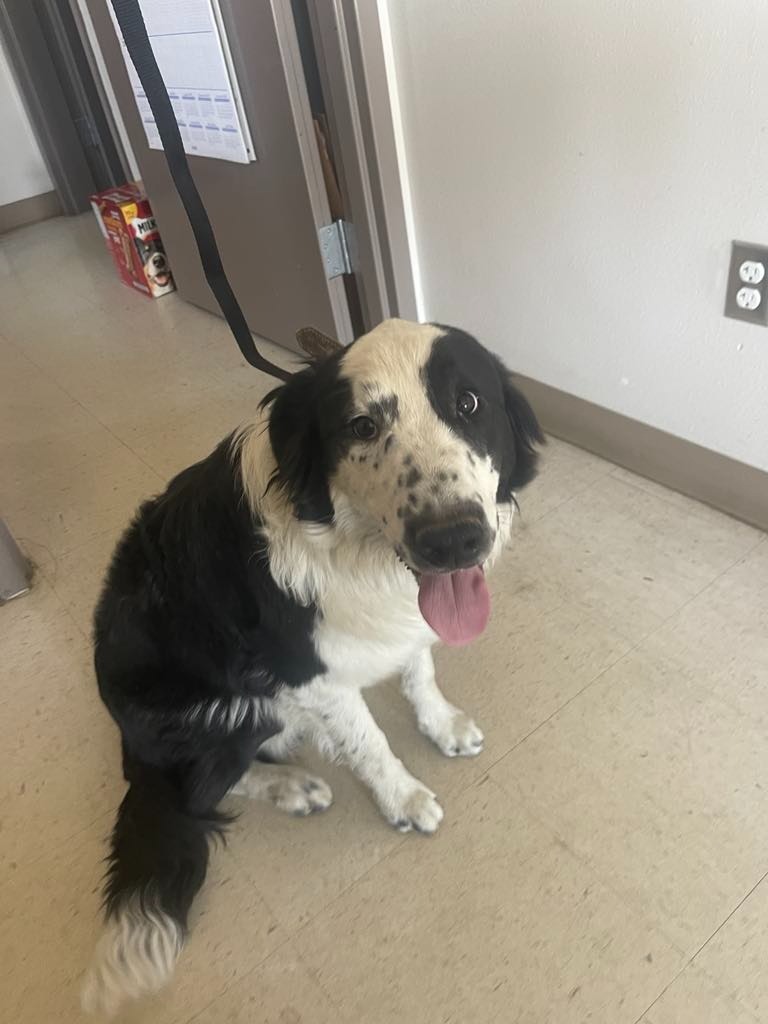 Bo, an adoptable Border Collie, Affenpinscher in Green River, WY, 82935 | Photo Image 4