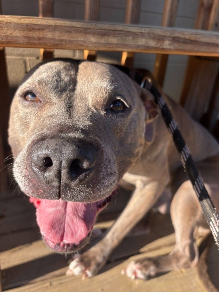 Calli *Sponsored Senior