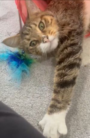 Vince, Adult Male Domestic Short Hair