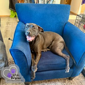 Tundra (Champagne - New Years Litter)