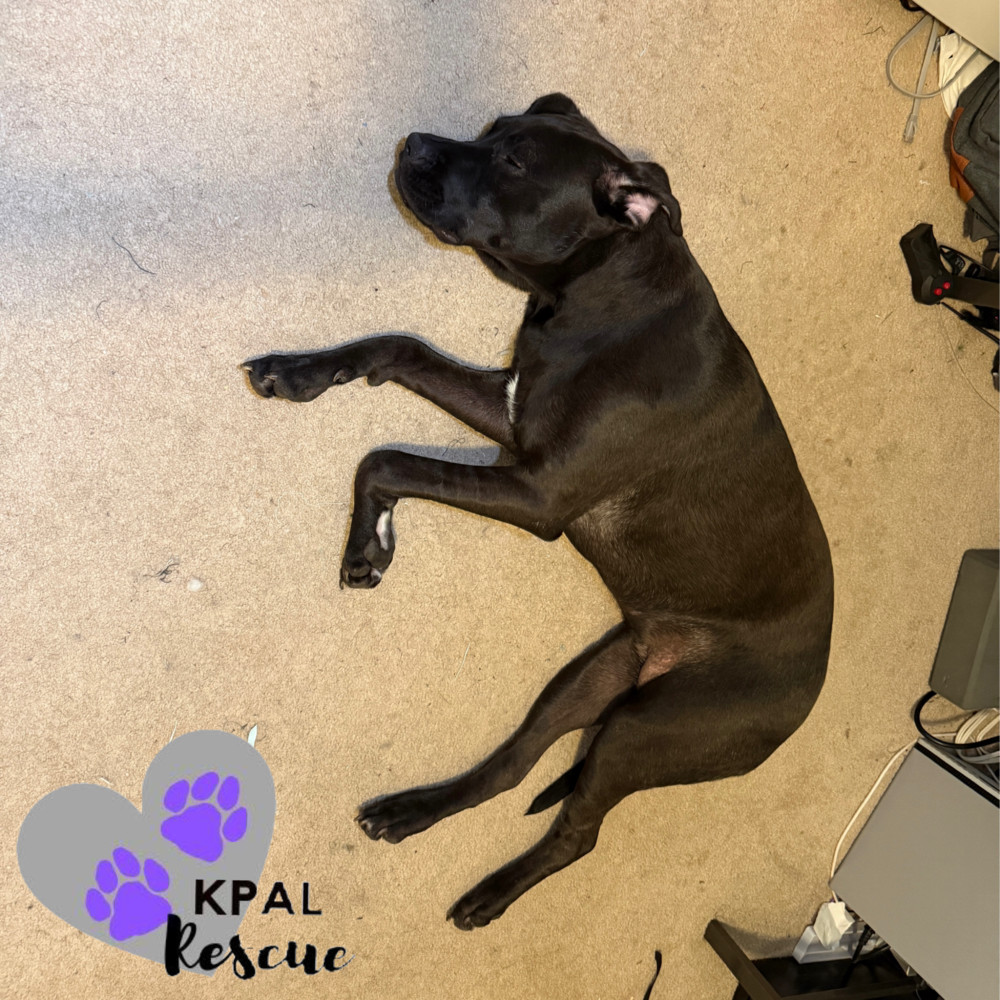 Tundra (Champagne - New Years Litter), an adoptable Pit Bull Terrier, Chesapeake Bay Retriever in Kenai, AK, 99611 | Photo Image 2