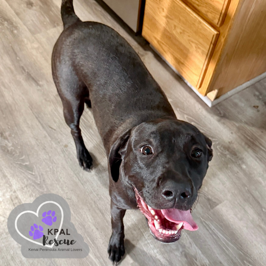 Tundra (Champagne - New Years Litter), an adoptable Pit Bull Terrier, Chesapeake Bay Retriever in Kenai, AK, 99611 | Photo Image 3