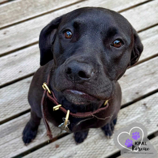 Tundra (Champagne - New Years Litter), an adoptable Pit Bull Terrier, Chesapeake Bay Retriever in Kenai, AK, 99611 | Photo Image 4