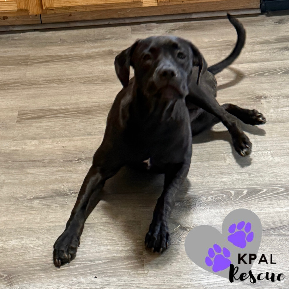 Tundra (Champagne - New Years Litter), an adoptable Pit Bull Terrier, Chesapeake Bay Retriever in Kenai, AK, 99611 | Photo Image 5