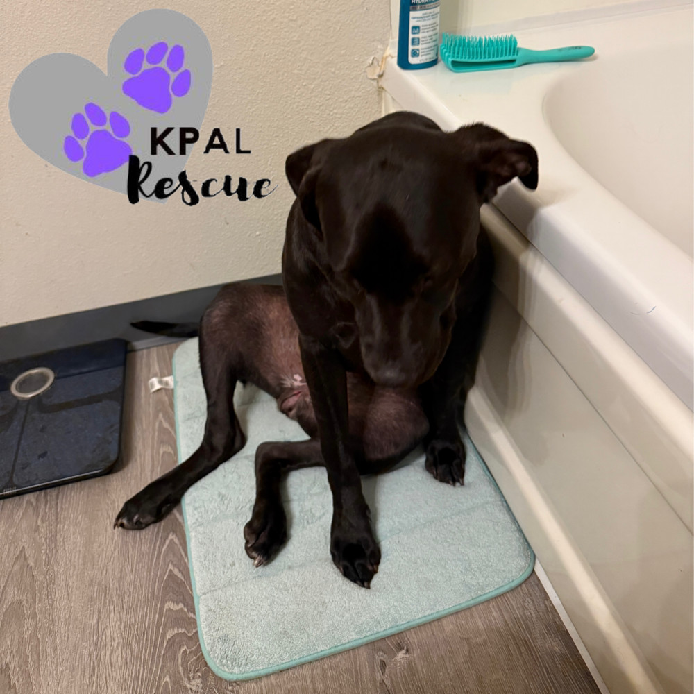 Tundra (Champagne - New Years Litter), an adoptable Pit Bull Terrier, Chesapeake Bay Retriever in Kenai, AK, 99611 | Photo Image 6