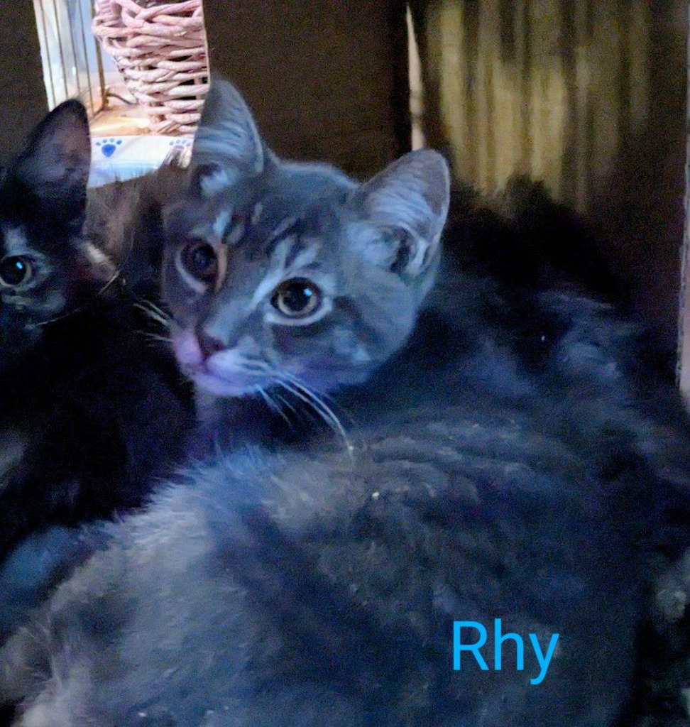 Rye, an adoptable Domestic Short Hair in The Dalles, OR, 97058 | Photo Image 1