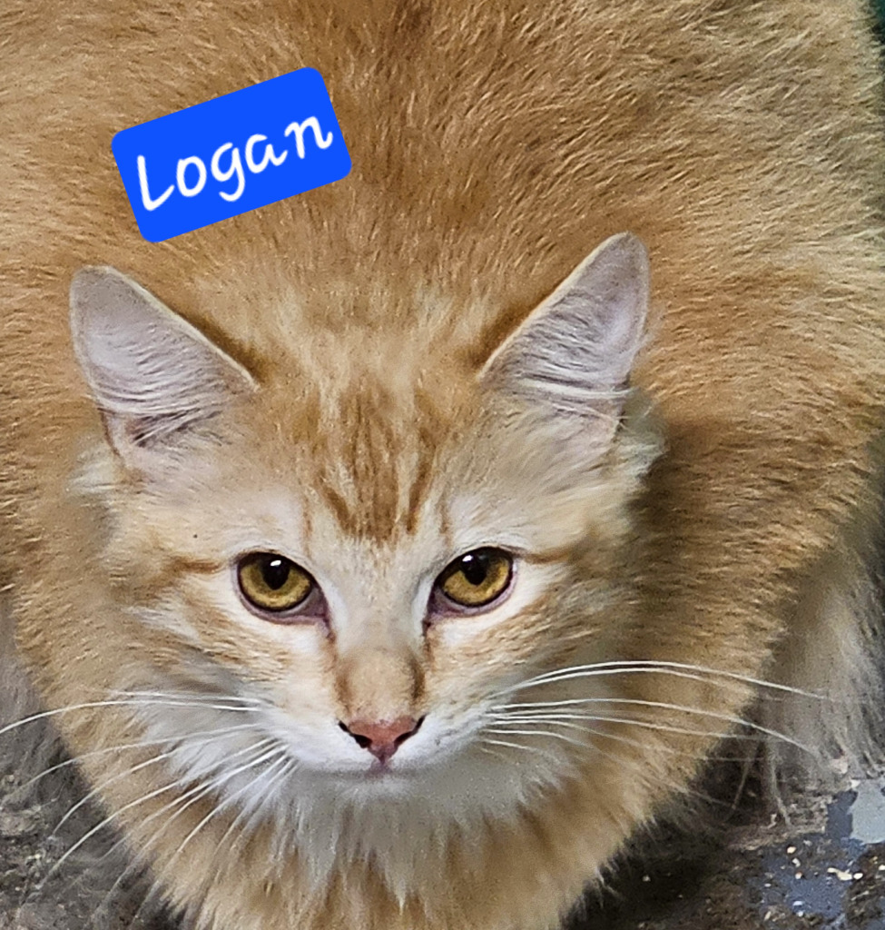 Logan, an adoptable Domestic Short Hair in The Dalles, OR, 97058 | Photo Image 2