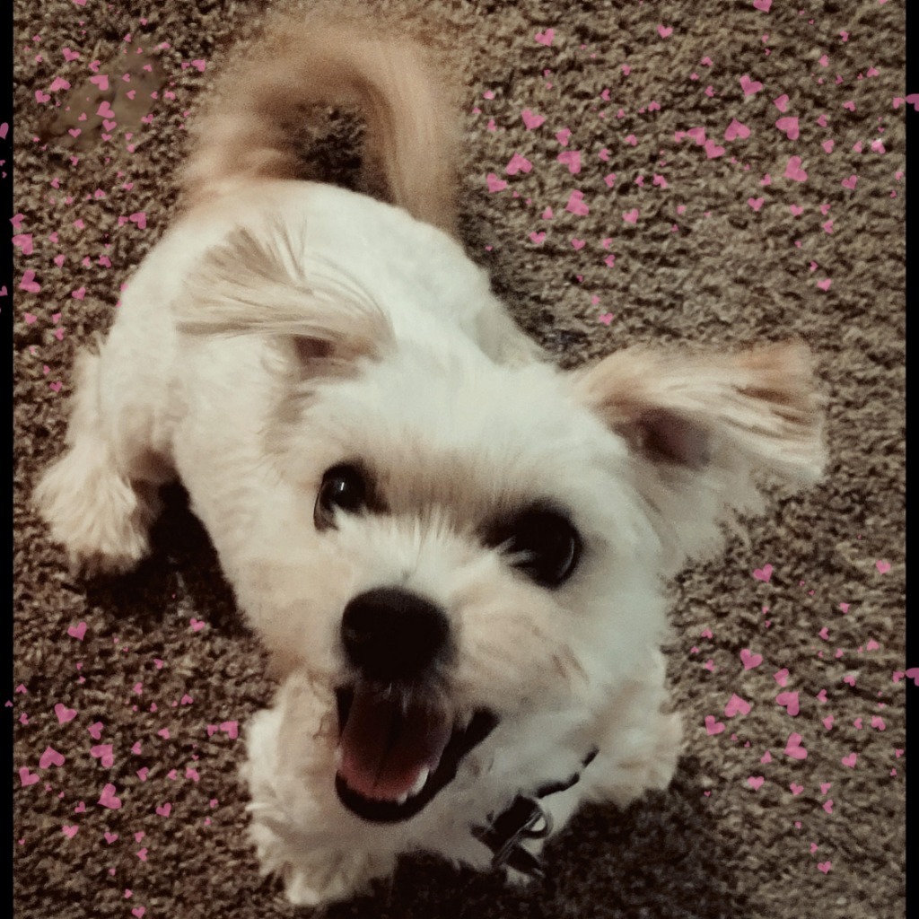 Moki