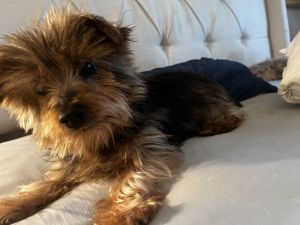 Meet Ethel a spirited Yorkie mix who resembles an adorable bear cub Despite a challenging past and