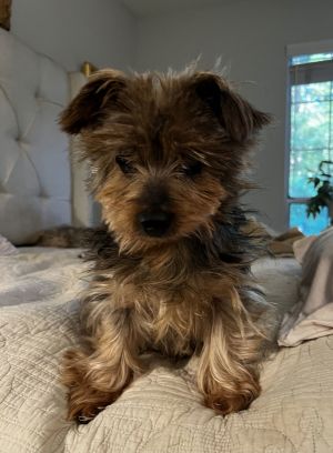 Meet Ethel a spirited Yorkie mix who resembles an adorable bear cub Despite a challenging past and