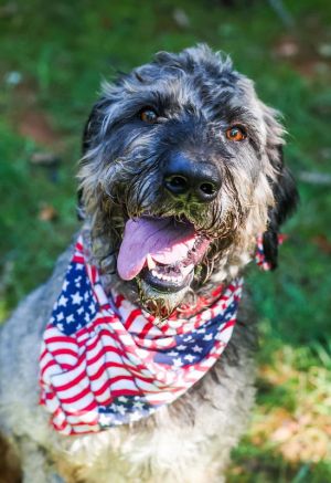 Beau Dashiel is 2 years old and 52 lbs and let me tell you-hes not your typical doodle His coat