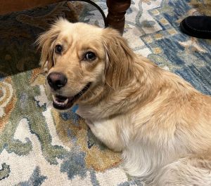 Boomer Winston a charming Golden Retriever mix arrived at Angels from a rural shelter with a sever