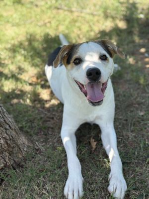 Teddy, Young Male Terrier