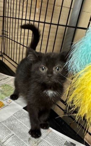 Elton, Baby Male Domestic Medium Hair