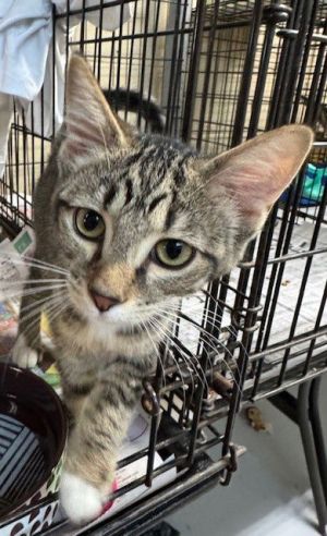 Jesse, Baby Female Domestic Short Hair
