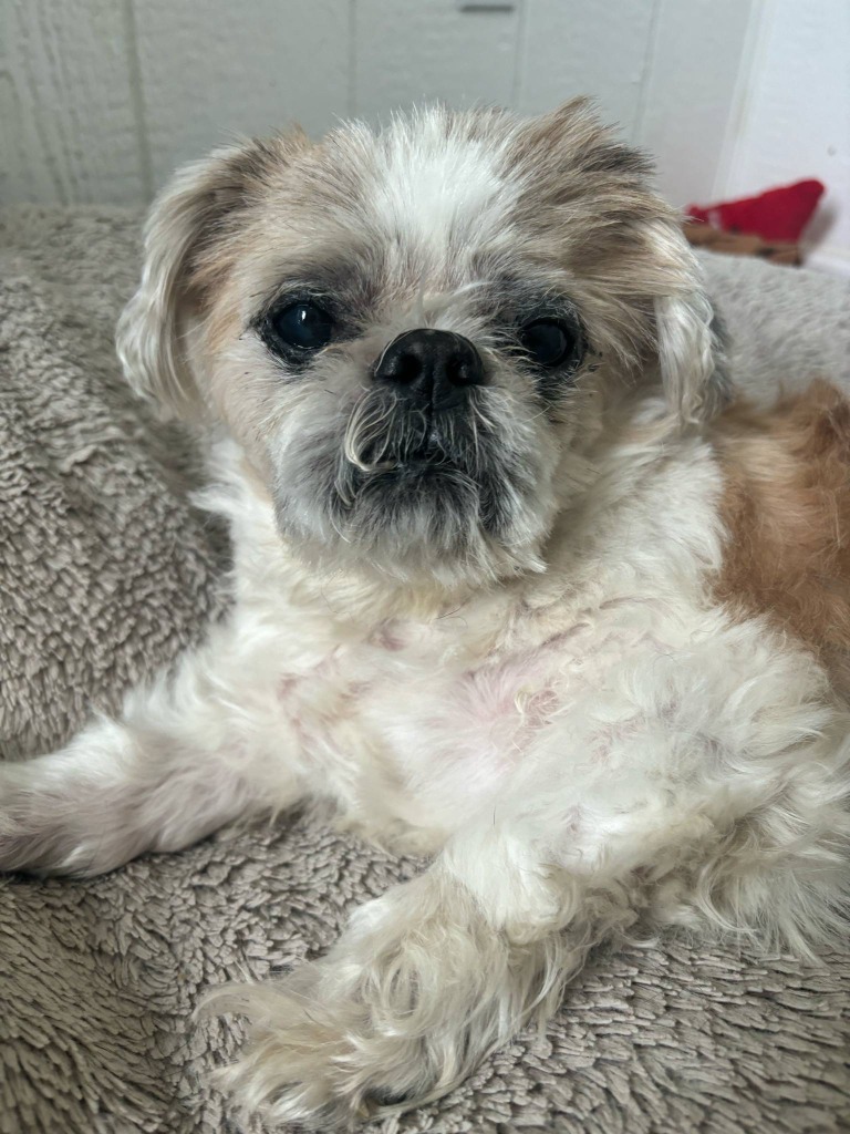 Edgar, an adoptable Shih Tzu, Pekingese in Warren, MI, 48089 | Photo Image 4