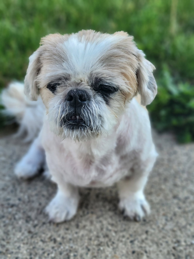 Edgar, an adoptable Shih Tzu, Pekingese in Warren, MI, 48089 | Photo Image 5