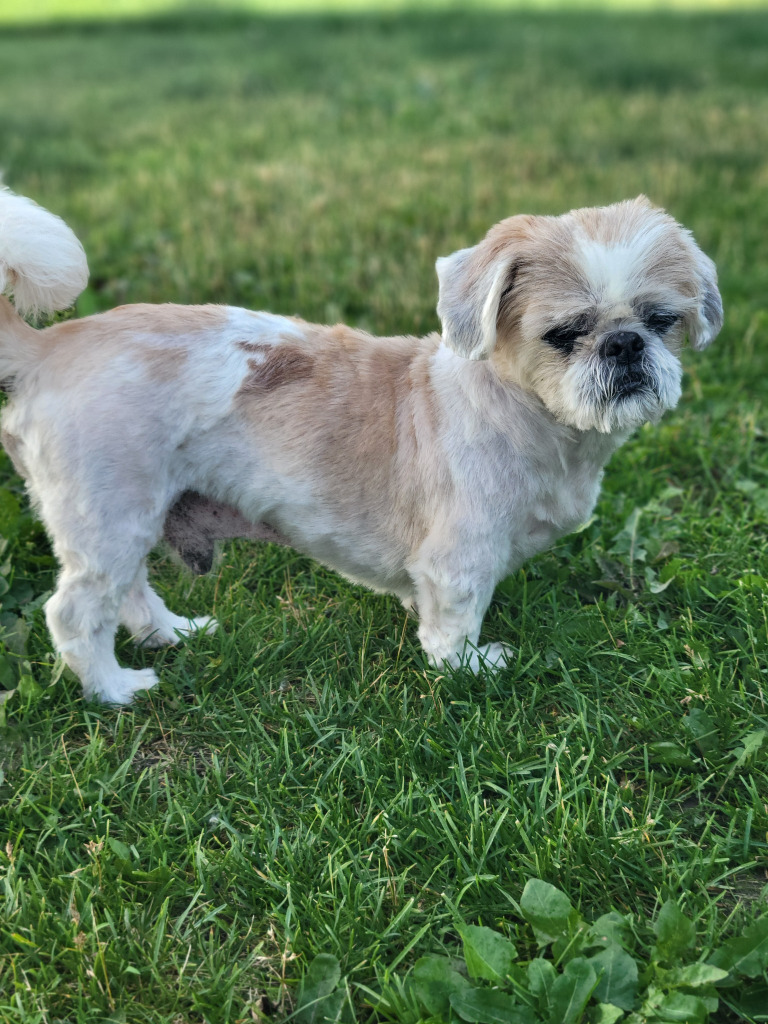 Edgar, an adoptable Shih Tzu, Pekingese in Warren, MI, 48089 | Photo Image 6