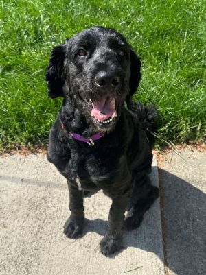 Koda, Adult Male Newfoundland Dog