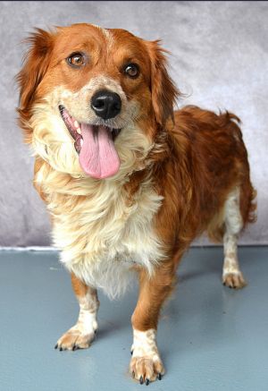 Maxie, Young Female Australian Shepherd