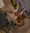 Maxie photo 3