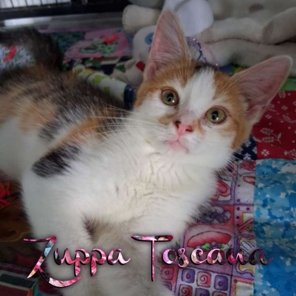 Pet Image