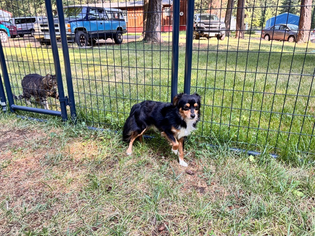 Bandit