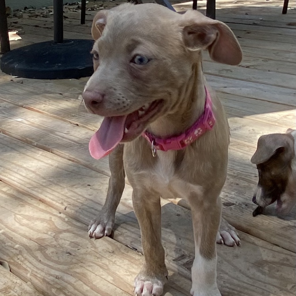 Lulu