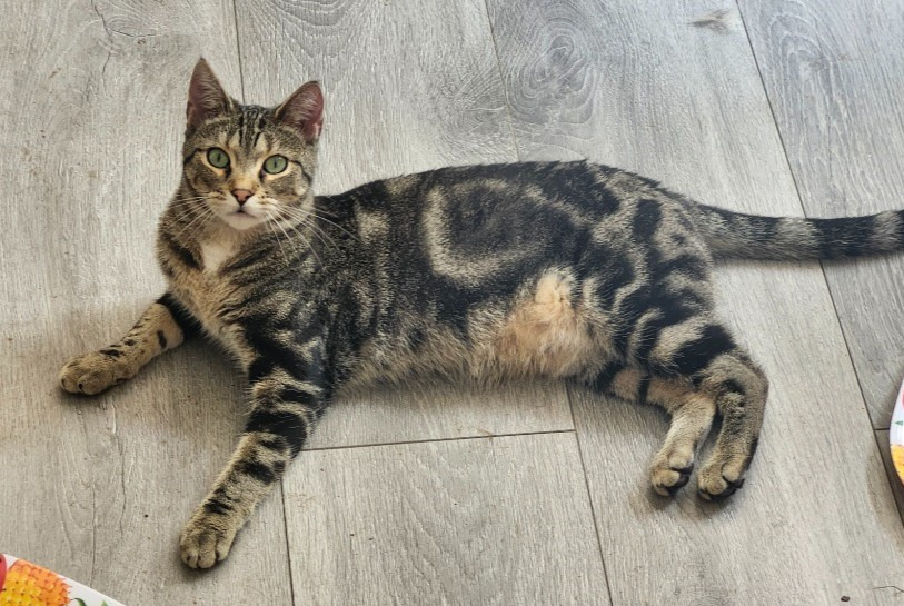 Brody, an adoptable Domestic Short Hair in Rice Lake, WI, 54868 | Photo Image 1