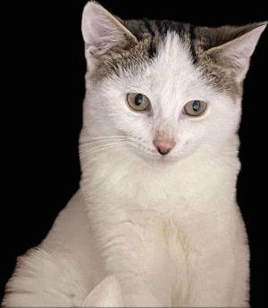 Opportunity, Young Male Domestic Short Hair