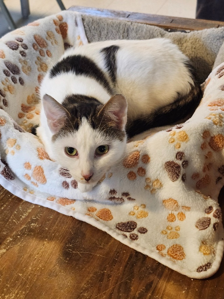 Opportunity, an adoptable Domestic Short Hair in Rice Lake, WI, 54868 | Photo Image 1