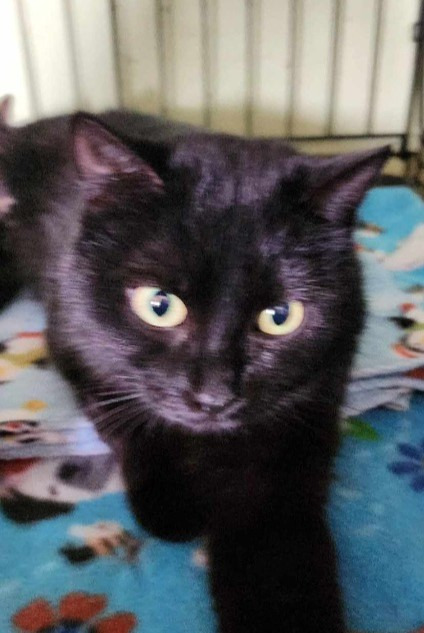 Daffney, an adoptable Domestic Short Hair in Rice Lake, WI, 54868 | Photo Image 1