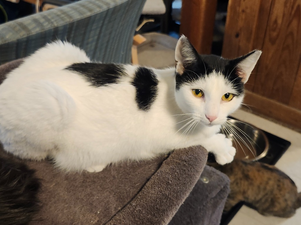 Spirit, an adoptable Domestic Short Hair in Rice Lake, WI, 54868 | Photo Image 1