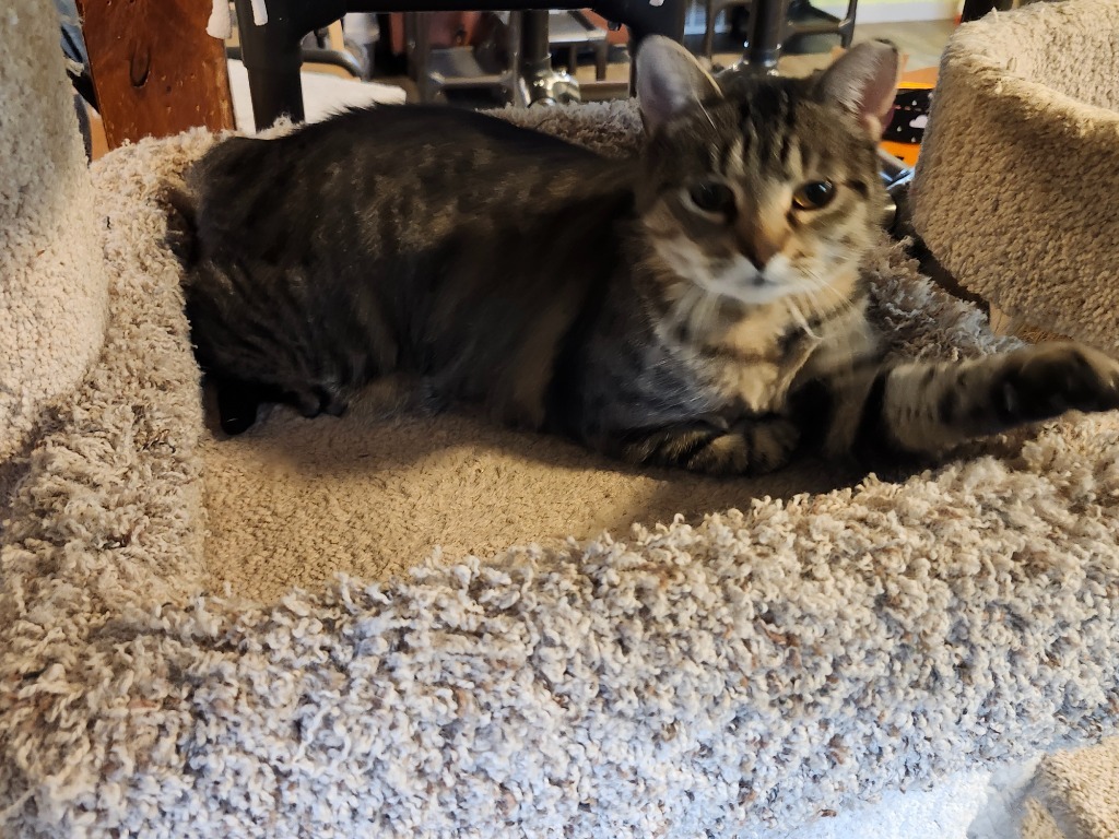 Comet, an adoptable Domestic Short Hair in Rice Lake, WI, 54868 | Photo Image 1