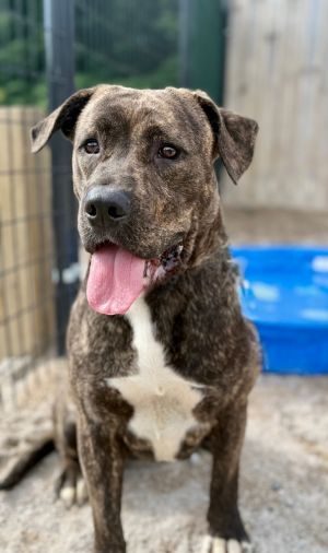Nicki, Adult Female Mixed Breed