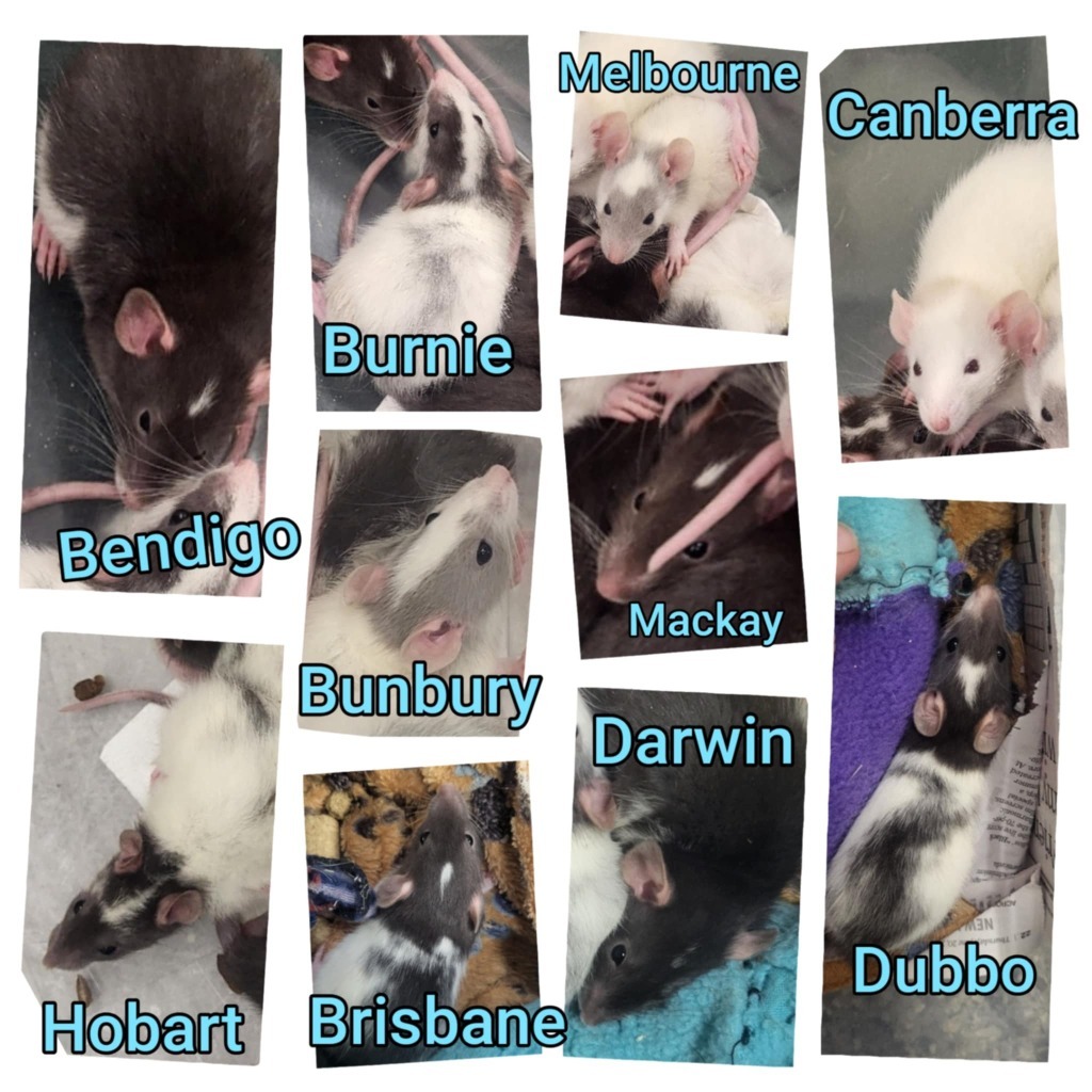 Bendigo