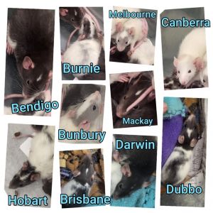 Bendigo, Baby Male Rat