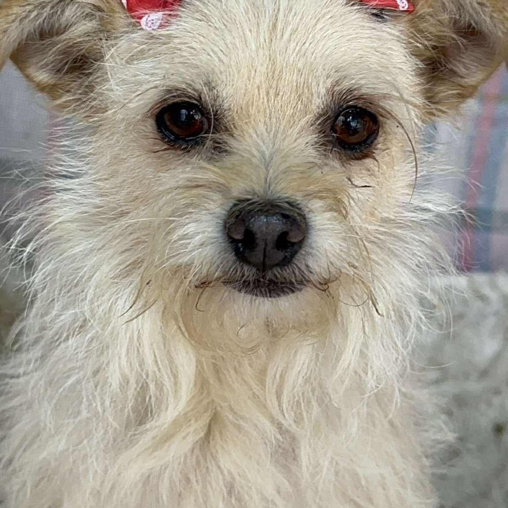 Gigi