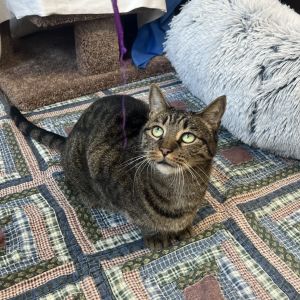 Lacy, Senior Female unknown