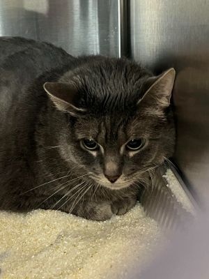 Jewel, Adult Female Domestic Long Hair