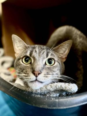 Aphrodite, Adult Female Domestic Short Hair
