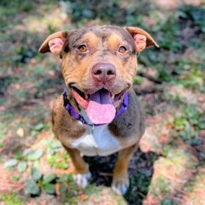 Ferrero Rocher, Young Male Pit Bull Terrier
